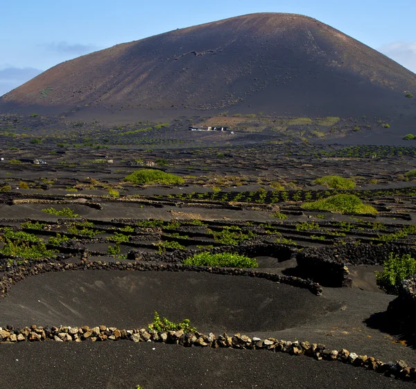 Lanzarote spain la geria s  cultivation viticulture winery, — Stock Photo, Image