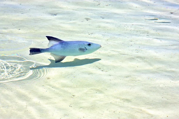 Fish isla contoy Mexico schäumt die Welle — Stockfoto