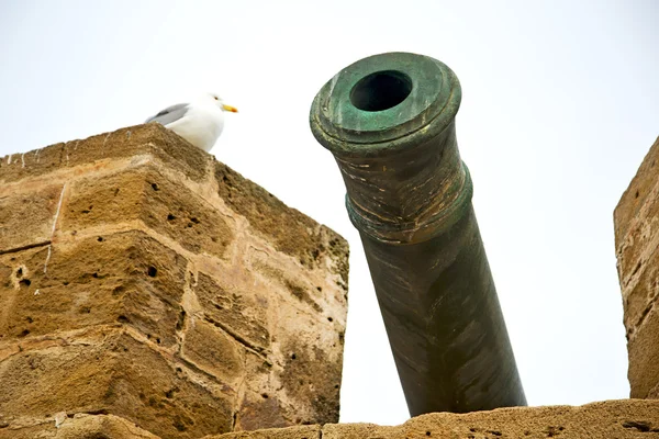 In africa morocco  green bronze cannon bird — Stock Photo, Image