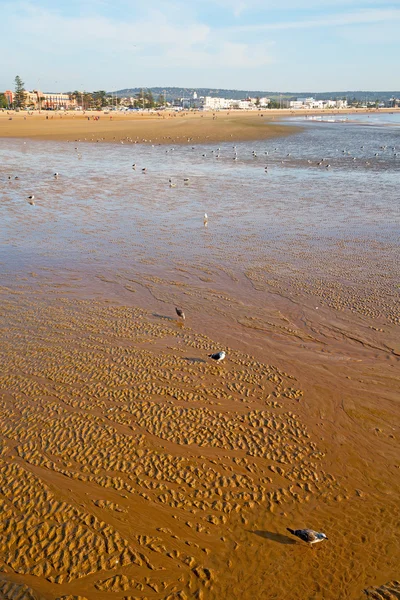 Abstrait au Maroc mer afrique et oiseau — Photo