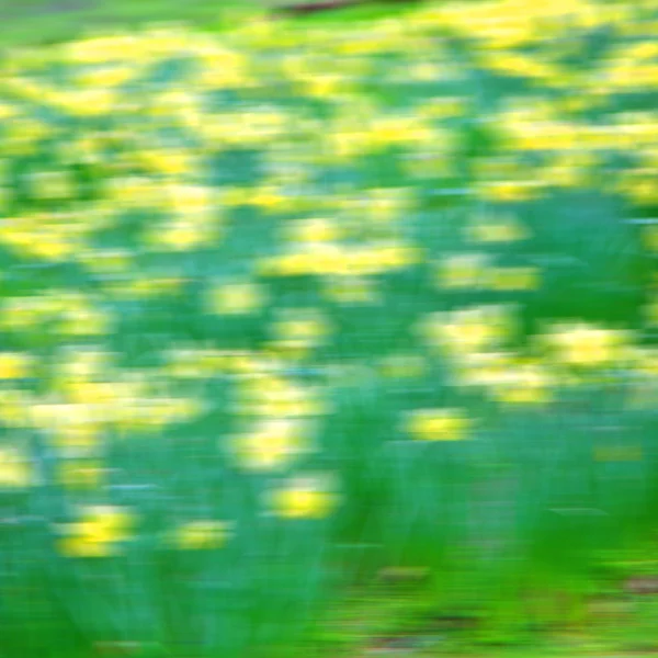 I london gul blomma fältet natur och våren — Stockfoto