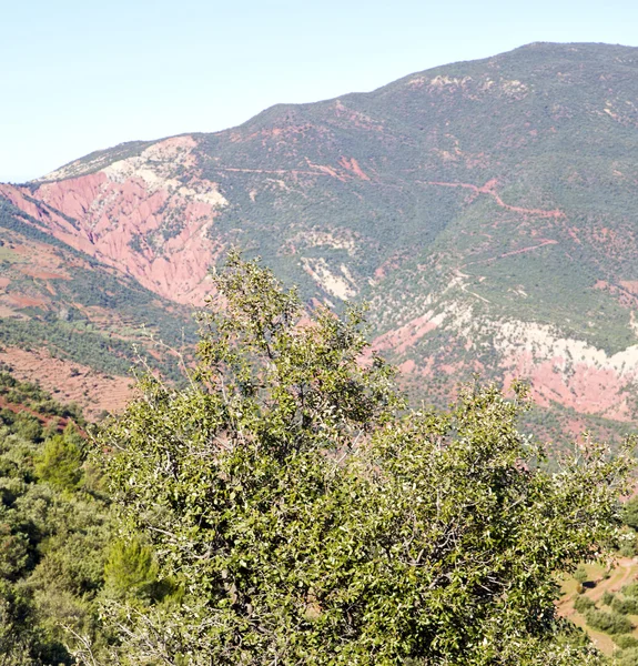 El valle dades en atlas moroco africa árbol de tierra y nobo — Foto de Stock