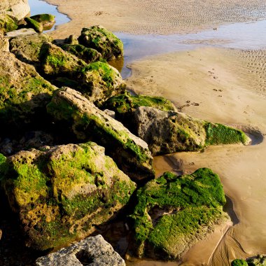 Fas Afrika okyanus dalga deniz ve kuş soyut