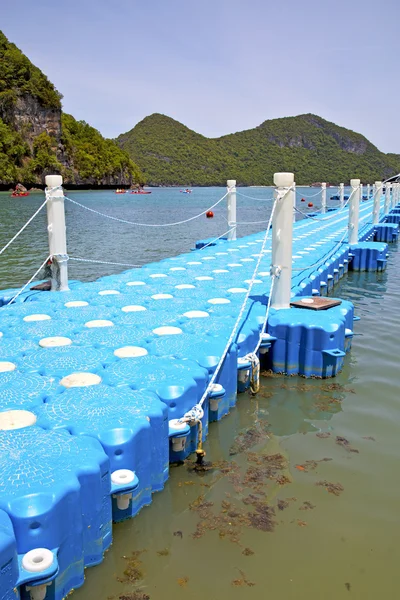 Plastic pier  coastline of     lagoon and tree  south — Stock Photo, Image