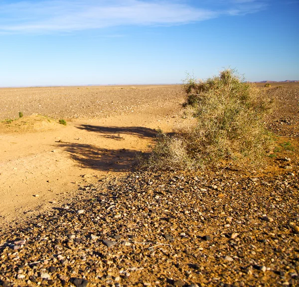Palmera en el desierto oasi morocco sahara africa duna —  Fotos de Stock
