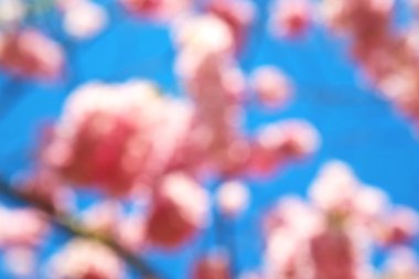 Londra'da ağaç ve çiçek çiçek doğal park