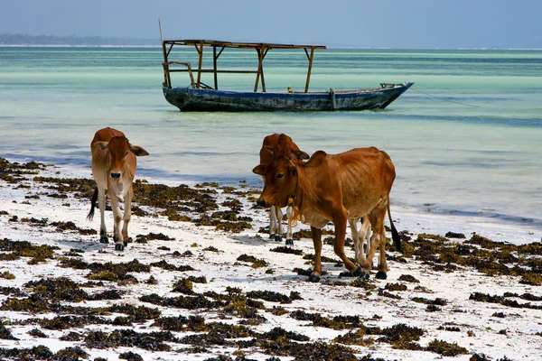 非洲牛海岸线船在蓝色泻湖放松的 zanzib — 图库照片