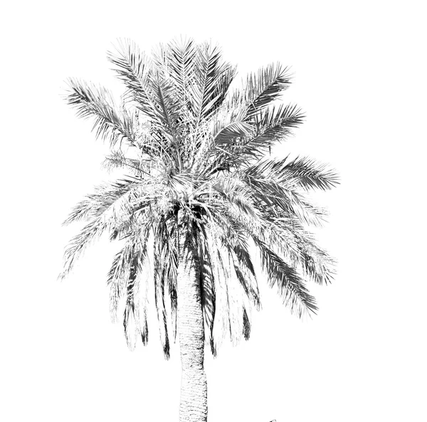 Tropical palm in morocco africa alone and the sky — Stock Photo, Image