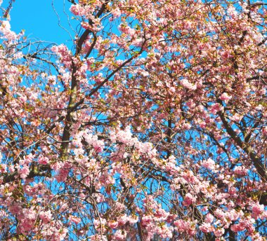Londra'da doğal Pembe ağaç ve çiçek çiçek park