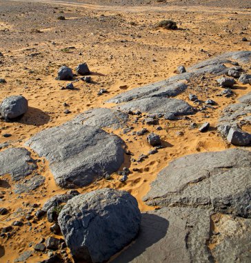  Bush eski fosil morocco sahara ve rock ston çölde