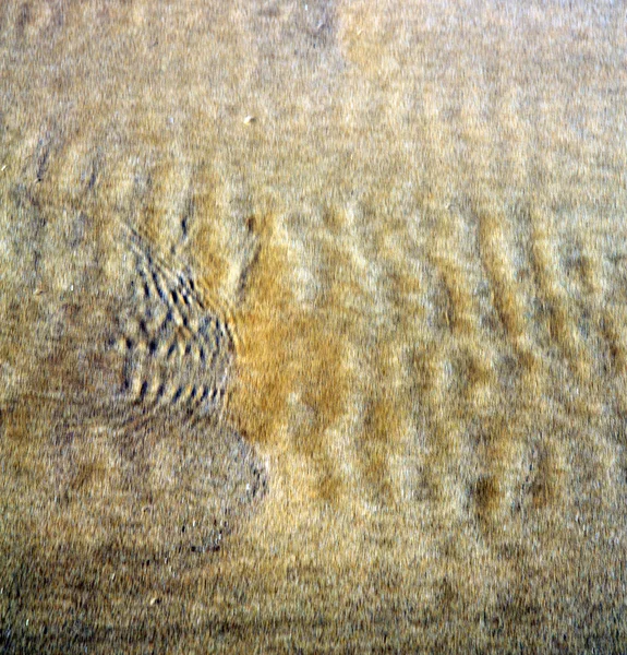 Morocco in africa brown coastline wet sand beach near atlantic o — Stock Photo, Image