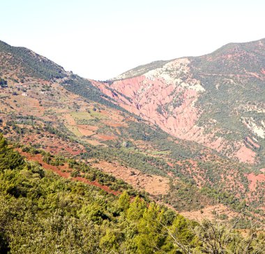 atlas Fas Afrika yere ağaç ve nobo dades vadide