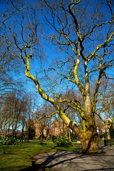 ロンドン春空と木の公園 — ストック写真