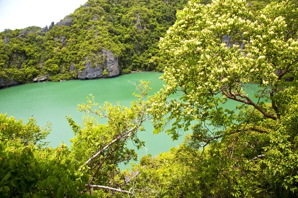 Lagune en boom Zuid-Chinese Zee thailand kho phangan bay — Stockfoto
