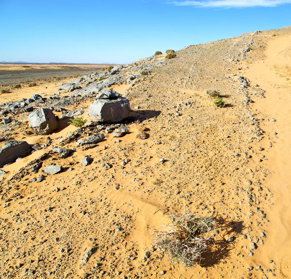 Viejo fósil en el desierto de morocco sahara y roca cielo de piedra — Foto de Stock