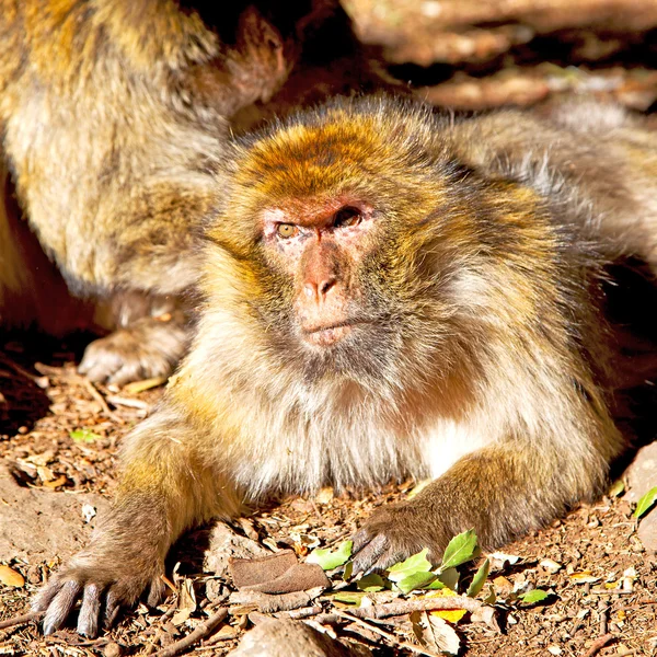 Bush opice v Africe Maroko a přirozená fauna zavřít — Stock fotografie