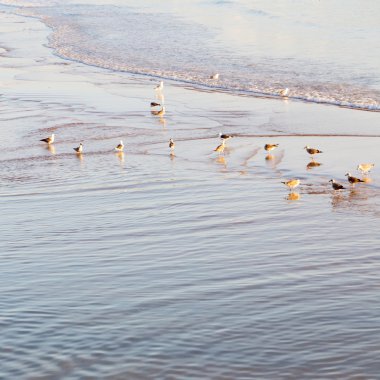 Fas Afrika okyanus dalga deniz ve kuş soyut