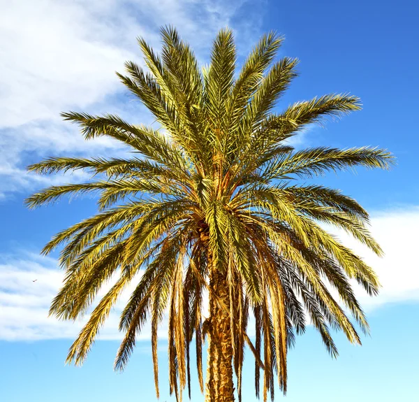 Palme in der wüste oasi marokko sahara africa dune — Stockfoto