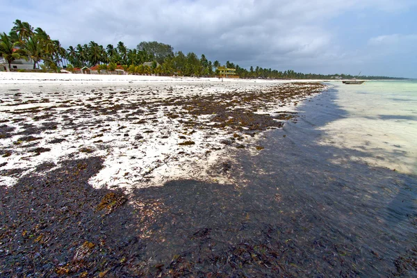 Playa de algas en zanzíbar casa india —  Fotos de Stock