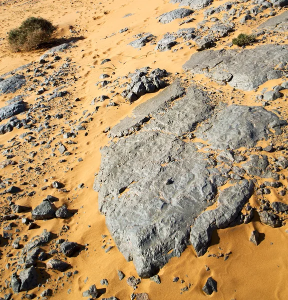 Viejo fósil en el desierto de morocco sahara y roca cielo de piedra — Foto de Stock