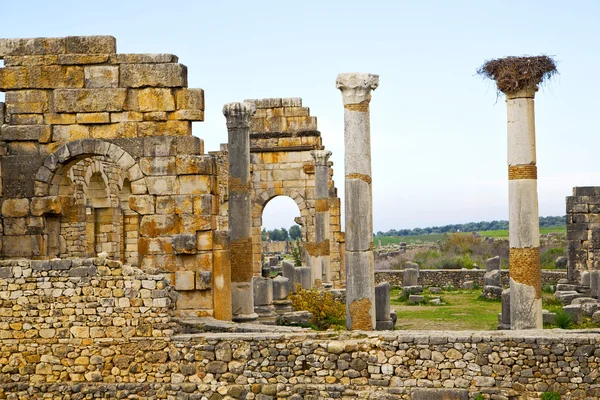 Volubilis en morocco africa el nido de cigüeñas — Foto de Stock