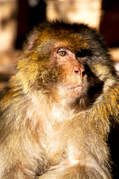 In Africa Morocco e la fauna di fondo naturale da vicino — Foto Stock