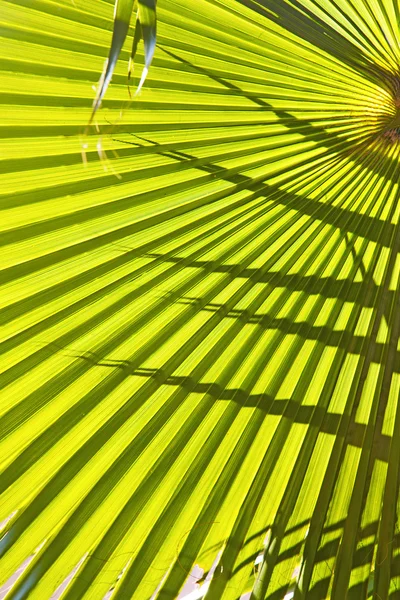 Abstraktes grünes Blatt im Licht und Schatten Marokko-Afrika — Stockfoto