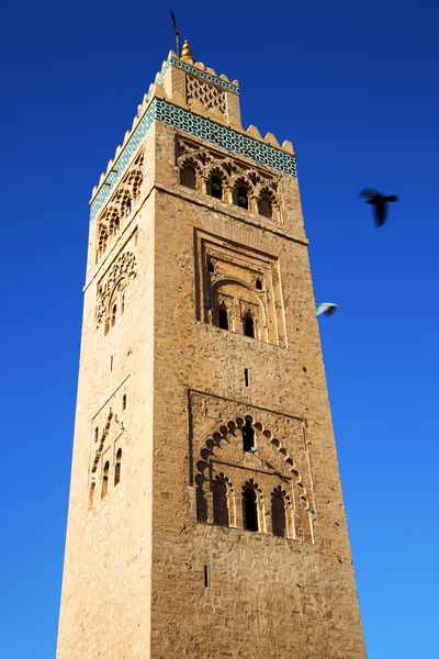 In maroc africa minaret and the bird — Stock Photo, Image