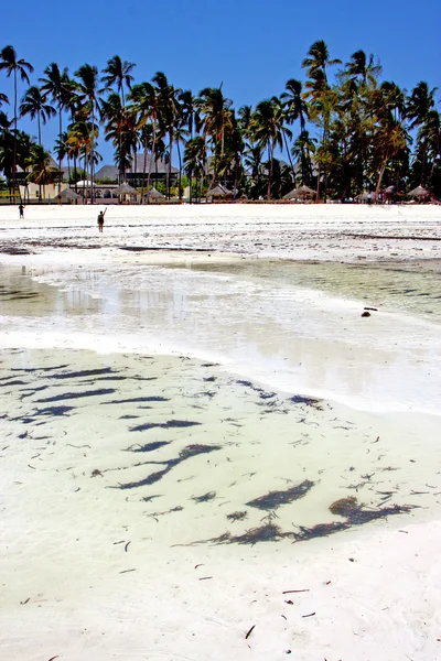 Playa de algas en zanzíbar casa cielo y vela — Foto de Stock