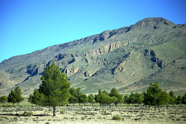 Afrika ağaç izole Hill Valley — Stok fotoğraf