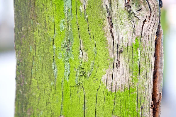 In Inghilterra e texture astratta in legno — Foto Stock