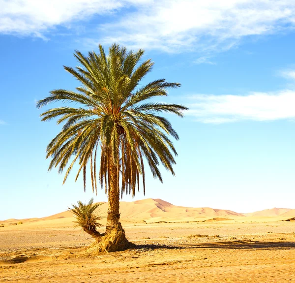 Palmera en el desierto oasi morocco sahara africa duna — Foto de Stock