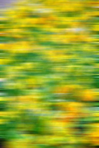 In london gelb Blumenfeld Natur und Frühling — Stockfoto