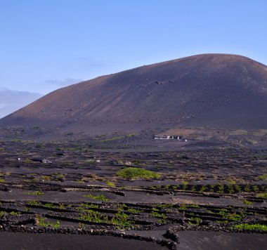  bitkileri bağcılık Şarapçılık İspanya la geria üzüm culti duvar