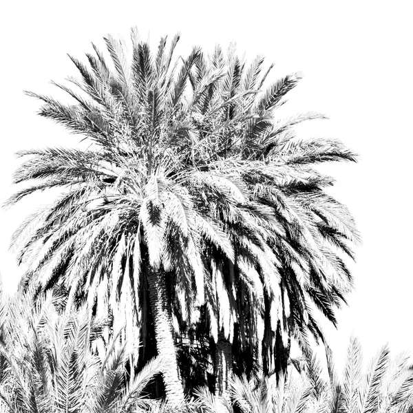 Тропические пальмы в одной только Марокко Африка и небо — стоковое фото