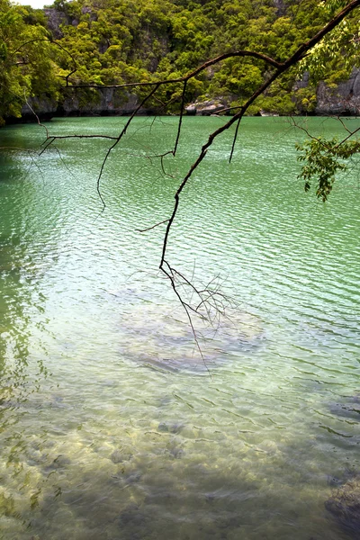 Littoral d'un lagon vert et arbre thailand de mer kho — Photo