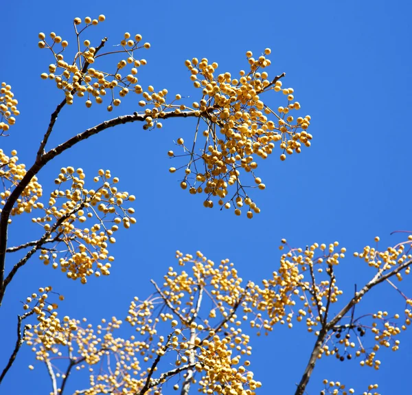 Yellow flower in the tree plant morocco africa — Stock Photo, Image