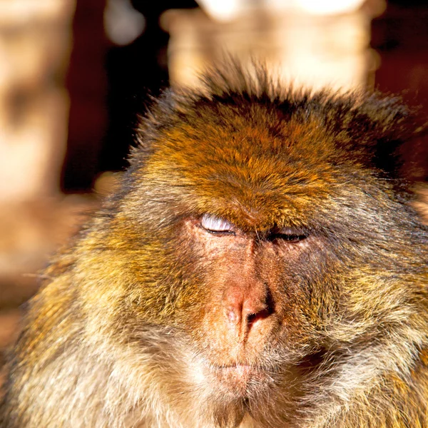 Vecchia scimmia in Africa Morocco e la fauna di sfondo naturale chiudi — Foto Stock