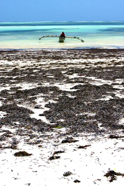 Zanzibar beach  seaweed in indian ocean tanzania    sand isle — Stock Photo, Image