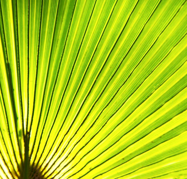 Folha verde abstrata na luz e sombra morocco áfrica — Fotografia de Stock