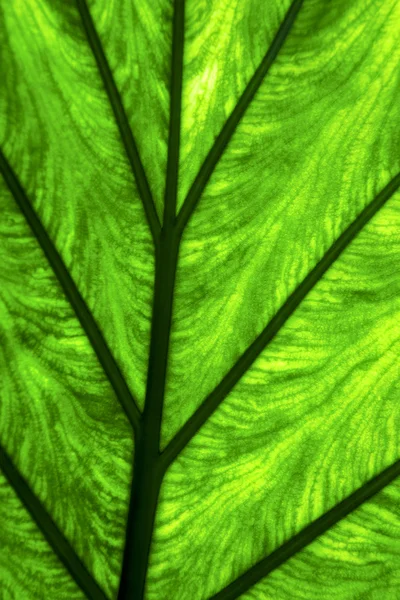 초록 잎과 그의 정 맥 배경 닫기 매크로 — 스톡 사진