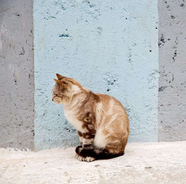 アフリカのモロッコと家の背景だけで猫 — ストック写真