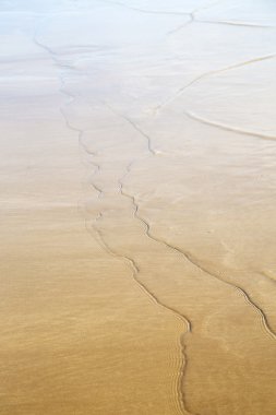 Fas Afrika kahverengi mavi