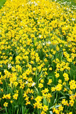 Londra sarı çiçek alanı