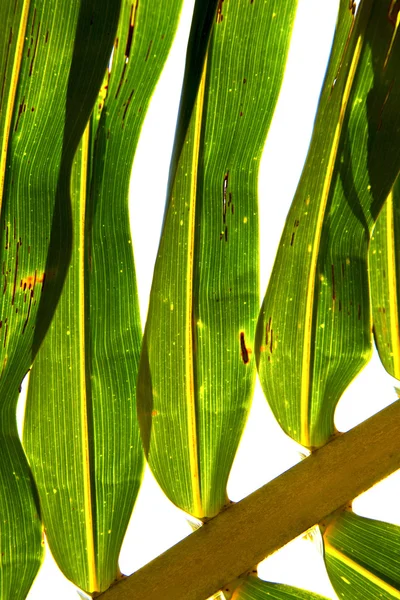 Thailand abstract in de aderen van de lichte achtergrond — Stockfoto