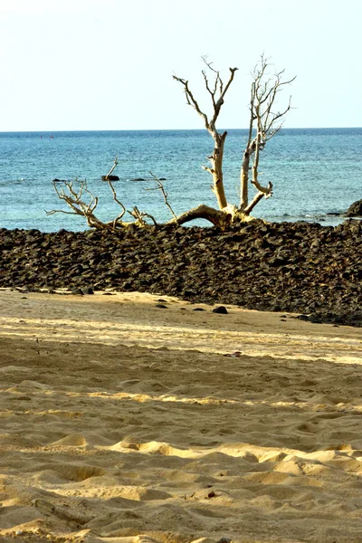 Dead tree   seaweed in indian   sky and rock — Stock Photo, Image