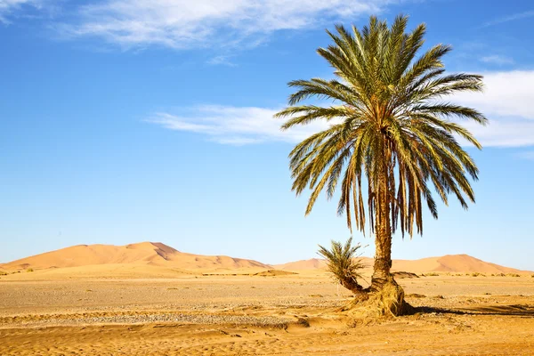 Palmera en el desierto oasi — Foto de Stock
