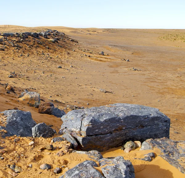 Busch altes Fossil in der Wüste von Marokko Sakara und Rock ston — Stockfoto