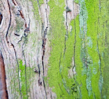 İngiltere'de Londra eski kabuğu ve soyut ahşap doku