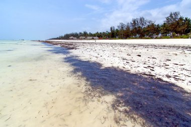 zanzibar Hint Okyanusu Beach'te deniz yosunu
